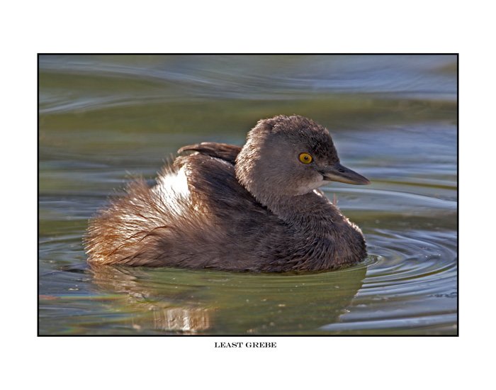 9013 least grebe.jpg